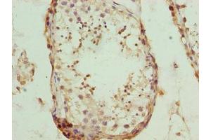 Immunohistochemistry of paraffin-embedded human testis tissue using ABIN7162014 at dilution of 1:100 (NUP43 Antikörper  (AA 1-200))