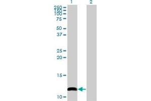 Western Blot analysis of COX6B1 expression in transfected 293T cell line by COX6B1 monoclonal antibody (M02), clone 2D3.
