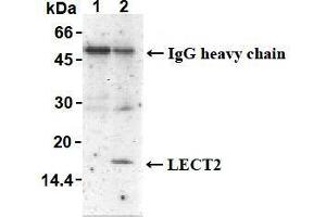 Western Blotting (WB) image for anti-Leukocyte Cell-Derived Chemotaxin 2 (LECT2) antibody (ABIN1108032) (LECT2 Antikörper)