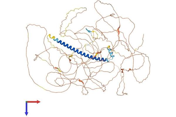 TSC22D1 Protein (AA 1-1077) (His tag)