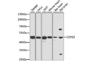 Western blot analysis of extracts of various cell lines using COPS3 Polyclonal Antibody at dilution of 1:1000. (COPS3 Antikörper)