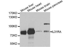 Western blot analysis of extracts of various cell lines, using IL31RA antibody. (IL31RA Antikörper  (AA 1-300))