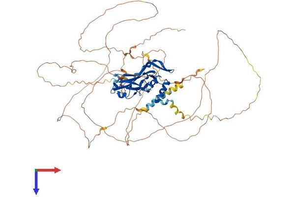 TBX2 Protein (AA 1-711) (His tag)