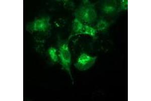 Anti-BECN1 mouse monoclonal antibody (ABIN2454304) immunofluorescent staining of COS7 cells transiently transfected by pCMV6-ENTRY BECN1 (RC201629). (Beclin 1 Antikörper)