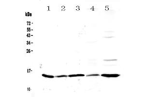 Western blot analysis of Galectin 1 using anti-Galectin 1 antibody . (LGALS1/Galectin 1 Antikörper  (AA 2-135))