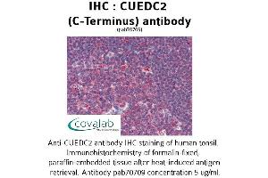 Image no. 1 for anti-CUE Domain Containing 2 (CUEDC2) (C-Term) antibody (ABIN1733372) (CUEDC2 Antikörper  (C-Term))