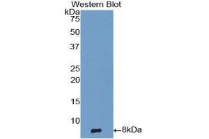 Western Blotting (WB) image for anti-Epidermal Growth Factor (EGF) (AA 971-1023) antibody (ABIN1858692) (EGF Antikörper  (AA 971-1023))