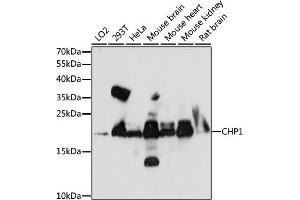 Western blot analysis of extracts of various cell lines, using CHP1 antibody (ABIN7266008) at 1:1000 dilution. (CHP Antikörper  (AA 1-195))