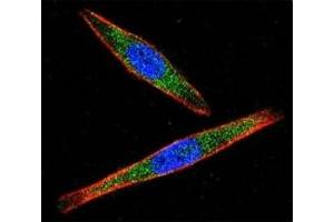 Immunofluorescence (IF) image for anti-Lymphocyte-Specific Protein tyrosine Kinase (LCK) (AA 23-52) antibody (ABIN3031644)