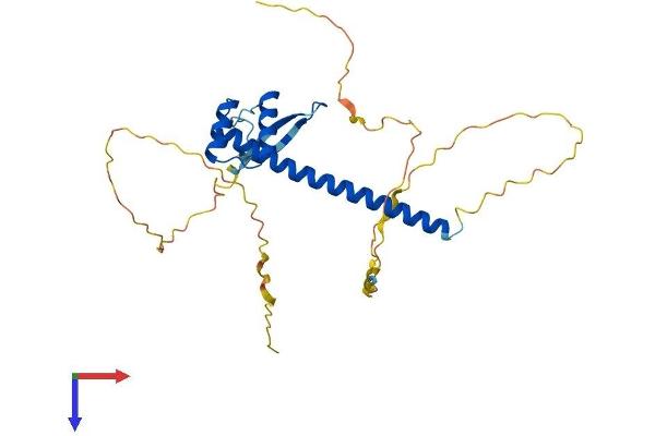 VAX2 Protein (AA 1-290) (His tag)