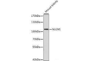 Western blot analysis of extracts of Mouse kidney using NLGN1 Polyclonal Antibody at dilution of 1:1000. (Neuroligin 1 Antikörper)