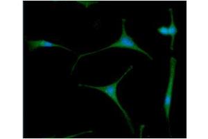 Immunofluorescence (IF) image for anti-Amyloid beta (A4) Precursor Protein (APP) (AA 18-289) antibody (ABIN306462)