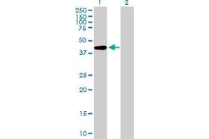 Western Blot analysis of AFF4 expression in transfected 293T cell line by AFF4 MaxPab polyclonal antibody. (AFF4 Antikörper  (AA 1-365))
