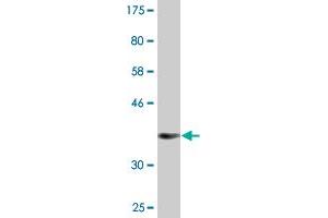 Western Blot detection against Immunogen (36. (CRTC2 Antikörper  (AA 595-693))