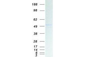 Western Blotting (WB) image for Potassium Inwardly-Rectifying Channel, Subfamily J, Member 5 (KCNJ5) protein (Myc-DYKDDDDK Tag) (ABIN2724043)