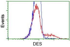 HEK293T cells transfected with either RC205685 overexpress plasmid (Red) or empty vector control plasmid (Blue) were immunostained by anti-DES antibody (ABIN2454157), and then analyzed by flow cytometry. (Desmin Antikörper  (AA 104-391))