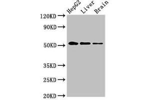 Western Blot Positive WB detected in: HepG2 whole cell lysate, Rat liver tissue, Rat brain tissue All lanes: EGR2 antibody at 3. (EGR2 Antikörper  (AA 42-245))
