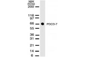 Western Blotting (WB) image for anti-Programmed Cell Death 7 (PDCD7) antibody (ABIN207864) (PDCD7 Antikörper)