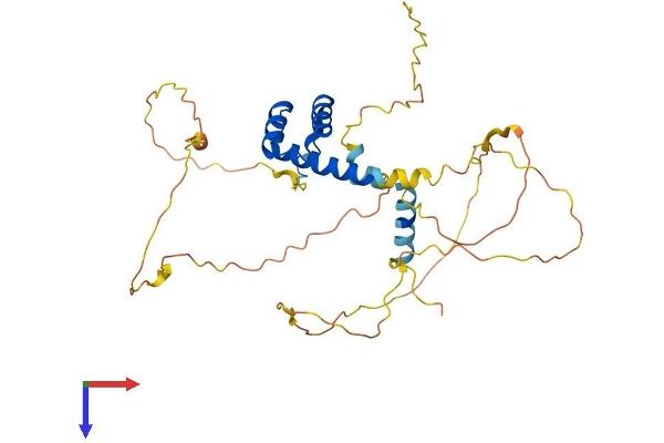 RAX Protein (AA 1-342) (His tag)