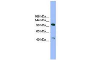 Image no. 1 for anti-SEC23 Interacting Protein (SEC23IP) (AA 71-120) antibody (ABIN6744959)