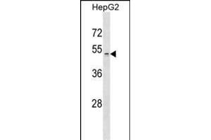 ZDHHC1 Antibody (N-term) (ABIN654273 and ABIN2844082) western blot analysis in HepG2 cell line lysates (35 μg/lane). (ZDHHC1 Antikörper  (N-Term))