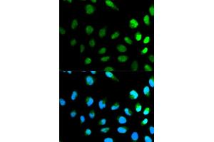 Immunofluorescence analysis of HeLa cell using NEDD8 antibody. (NEDD8 Antikörper  (AA 1-81))
