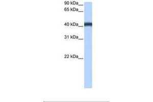 Image no. 1 for anti-Major Facilitator Superfamily Domain Containing 3 (MFSD3) (AA 321-370) antibody (ABIN6739342) (MFSD3 Antikörper  (AA 321-370))