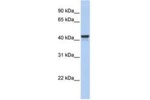 Image no. 1 for anti-Forkhead Box J1 (FOXJ1) (AA 324-373) antibody (ABIN6742592) (FOXJ1 Antikörper  (AA 324-373))