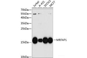 Western blot analysis of extracts of various cell lines using MRFAP1 Polyclonal Antibody at dilution of 1:1000. (MRFAP1 Antikörper)