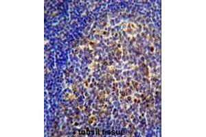 CHRNA10 Antibody (Center) immunohistochemistry analysis in formalin fixed and paraffin embedded human tonsil tissue followed by peroxidase conjugation of the secondary antibody and DAB staining. (CHRNA10 Antikörper  (Middle Region))