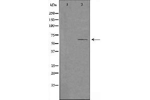 CYP2U1 Antikörper  (Internal Region)