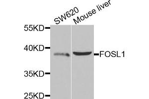 Western blot analysis of extracts of various cell lines, using FOSL1 antibody (ABIN5973108) at 1/1000 dilution. (FOSL1 Antikörper)