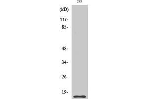 Western Blotting (WB) image for anti-Caspase 5 p10 (Cleaved-Ser331) antibody (ABIN5955945) (Caspase 5 p10 Antikörper  (Cleaved-Ser331))