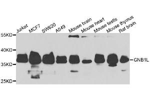 Western blot analysis of extracts of various cell lines, using GNB1L antibody. (GNB1L Antikörper  (AA 1-327))
