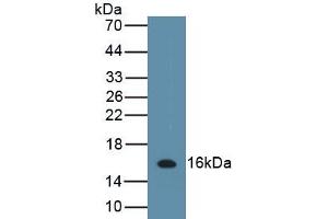 Detection of Recombinant IL13, Porcine using Polyclonal Antibody to Interleukin 13 (IL13) (IL-13 Antikörper  (AA 25-131))
