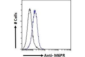 ABIN238667 Flow cytometric analysis of paraformaldehyde fixed A549 cells (blue line), permeabilized with 0. (M6PR Antikörper  (Internal Region))