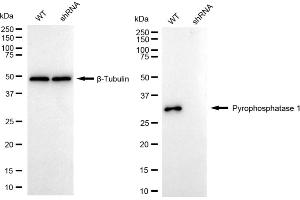 Western blotting analysis using Pyrophosphatase 1 antibody (ABIN7800077).