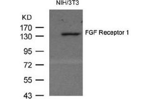 Image no. 1 for anti-Fibroblast Growth Factor Receptor 1 (FGFR1) (AA 152-156) antibody (ABIN319331) (FGFR1 Antikörper  (AA 152-156))