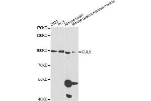 Western blot analysis of extracts of various cell lines, using CUL5 Antibody (ABIN1876557) at 1:1000 dilution. (Cullin 5 Antikörper)