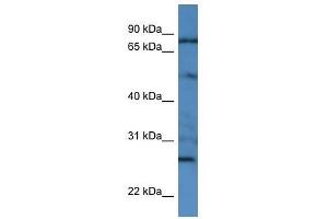 GOLGA1 antibody used at 0.