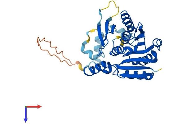 Calmodulin-Lysine N-Methyltransferase (CAMKMT) (AA 1-323) protein (His tag)