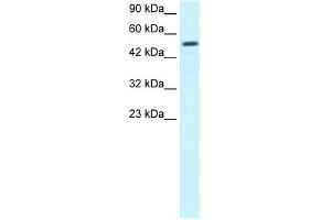 WB Suggested Anti-ESRRG Antibody Titration:  0. (ESRRG Antikörper  (Middle Region))