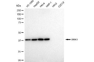 Western blotting analysis using ERK1 antibody (ABIN7799450).