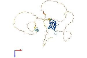 FOXQ1 Protein (AA 1-400) (His tag)