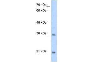 WB Suggested Anti-TCF15 Antibody Titration:  2. (TCF15 Antikörper  (N-Term))