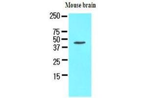 The extracts of mouse brain (50 ug) were resolved by SDS-PAGE, transferred to nitrocellulose membrane and probed with anti-human Homer1 (1:1000). (HOMER1 Antikörper  (AA 1-354))