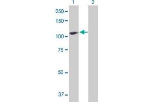 Western Blot analysis of ACAP2 expression in transfected 293T cell line by ACAP2 MaxPab polyclonal antibody. (Centaurin beta 2 Antikörper  (AA 1-778))
