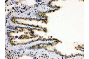 Anti- XBP Picoband antibody, IHC(P) IHC(P): Rat Lung Tissue (XBP1 Antikörper  (N-Term))