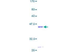 Neuroglobin Protein (NGB) (AA 1-151) (GST tag)