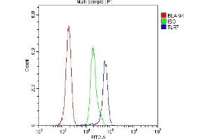 anti-Toll-Like Receptor 7 (TLR7) (AA 1020-1047), (C-Term) antibody